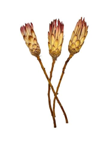 exotic living Traumhafte Trockenblume Protea Dream 3er Set 