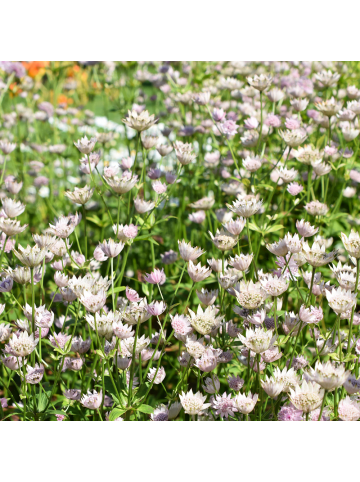 NatureNest 3 Astrantia major Pflanzen in Rosa Topf 9 cm Höhe 15 cm
