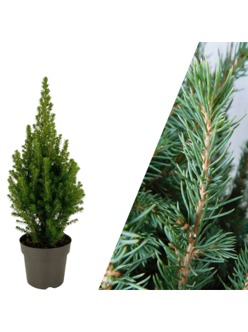 NatureNest Tisch Weihnachtsbaeumchen Picea glauca perfecta
