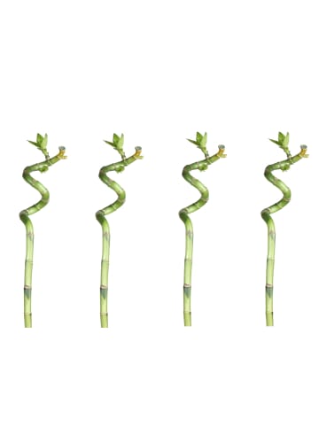 MeinVIPShop Lucky Bamboo 50cm 4er spiral Bambus
