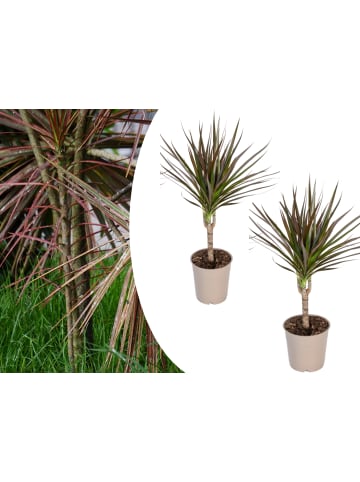 OH2 2er-Set: Dracaena Magenta in Grün