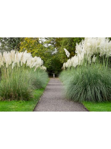 GARDENZO 6er-Set: Pampasgras in Weiß