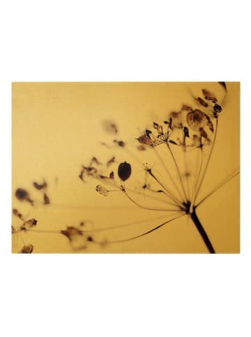 WALLART Leinwandbild Gold - Makroaufnahme Trockenblume im Schatten in Creme-Beige