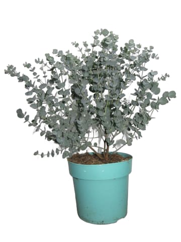 MeinVIPShop Eukalyptus 55cm XXL