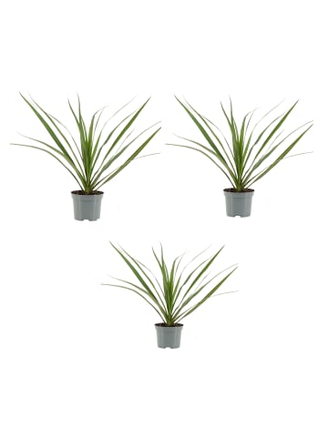 MeinVIPShop 3 x Drachenbaum Dracaena marginata Zimmerpflanze