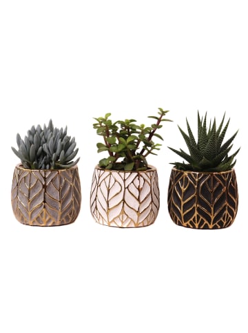 MeinVIPShop Wunderschönes Set aus drei Sukkulenten mit Übertopf   