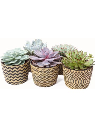 MeinVIPShop Echeveria 5er Set mit Übertopf XXL