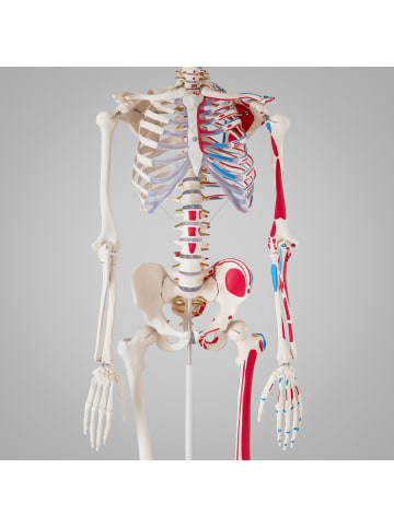 tectake Ozzy Anatomie-Skelettmodell - lebensgroß mit Muskelmarkierung
