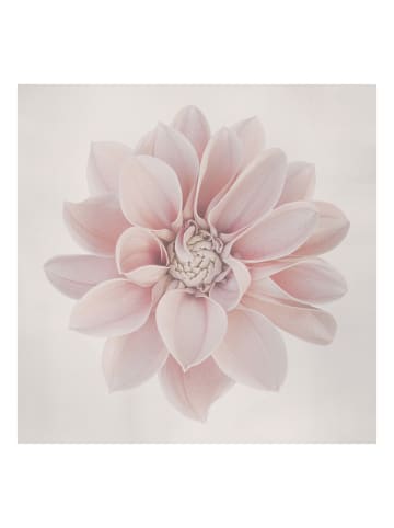 WALLART Leinwandbild - Dahlie Blume Pastell Weiß Rosa in Creme-Beige