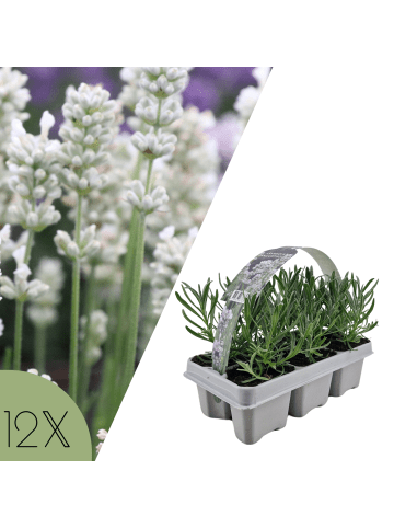 NatureNest 12 Lavendelpflanzen Edelweiss in Weiß Topf 7 cm Höhe 15 cm