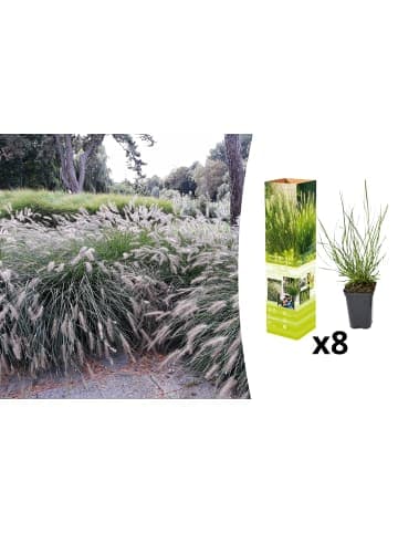 GARDENZO 8er-Set: Lampenputzergrases