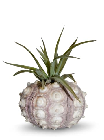 Bezaubernde Kombination aus Seeigelgehäuse und Tillandsia grün 1 er Set