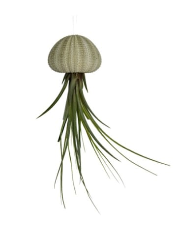 3er Set Seeigelgehäuse urchin mit grüner Tillandsia