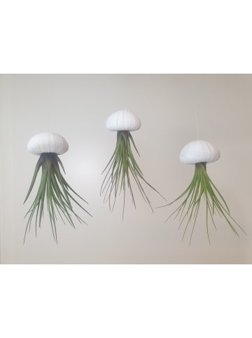 3er Set Seeigelgehäuse Urchin weiß mit Tillandsie Melanocrator