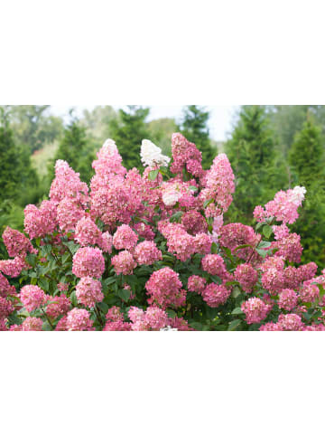6er-Set: pan. 'Pink Diamond' Hortensien in Rosa
