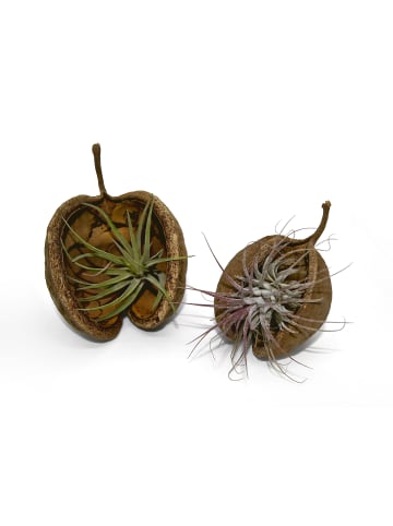 Exotische Pterygota alata Schale braun mit Tillandsia 2er Set