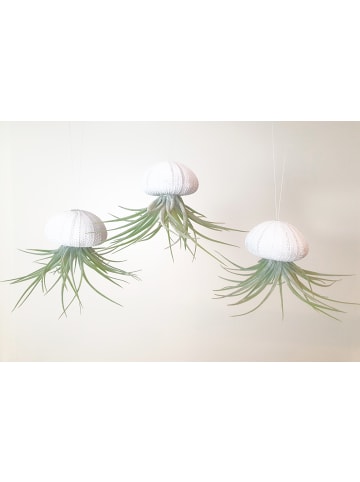 3er Set Seeigelgehäuse Urchin weiß mit Tillandsie Kammi