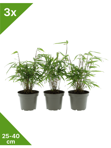 3er-Set Bambus 'Rufa' 25-40cm 1L Topf