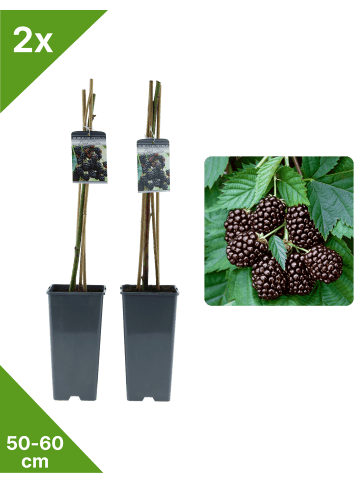 2er-Set Brombeere 50-60cm 2L Topf