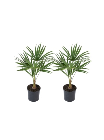 2er-Set: Trachycarpus fortunei Mittel 
