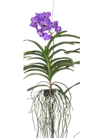 Traumhafte Orchidee Vanda blühend XXL violett