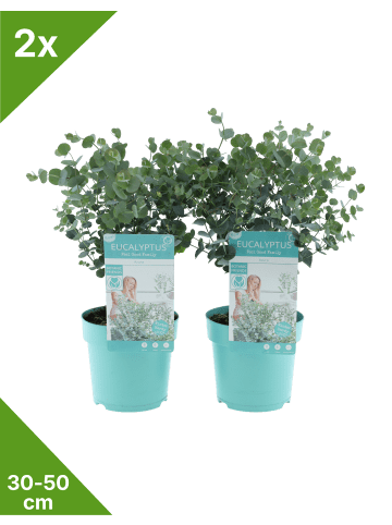 2er: Set Eukalyptus gunnii 'Azura' 30-50cm