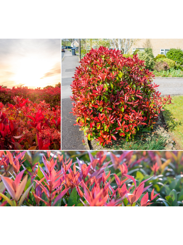 3er-Set: Photinia fras. 'Red Robin' Glanz Mispel in Bunt