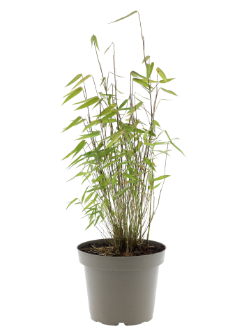 3er-Set Bambus 'Asian Wonder' 25-40cm 1L Topf