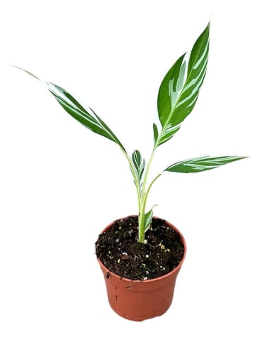 Banane Musa Florida Variega 35cm Rarität