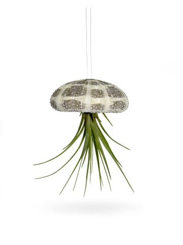 Seeigelgehäuse mit echter Tillandsia grün