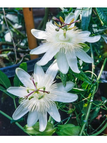 2er-Set Passionsblume weiß 110-120cm 2L Topf