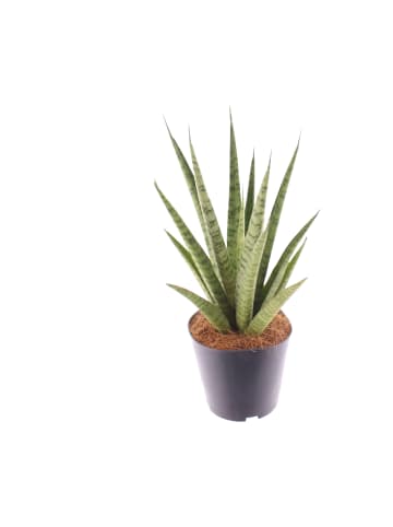 Sansevieria trifasciata Pineapple 40cm Zimmerpflanze