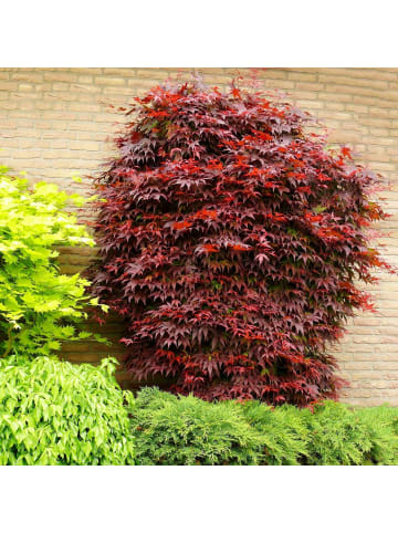 2er-Set Ahorn Atrop. 50-70cm 3L Topf