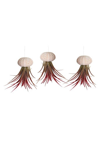 3er Set Seeigelgehäuse weiß mit rosa Tilandsia