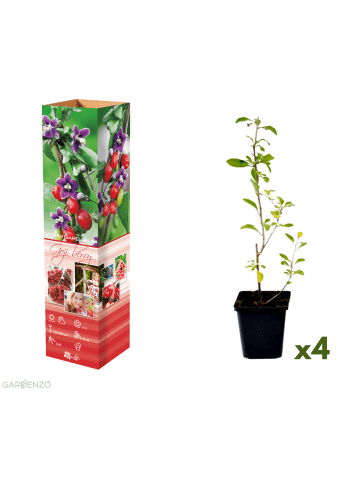 4er-Set: Goji-Beeren Superfood-Pflanzen in Rot