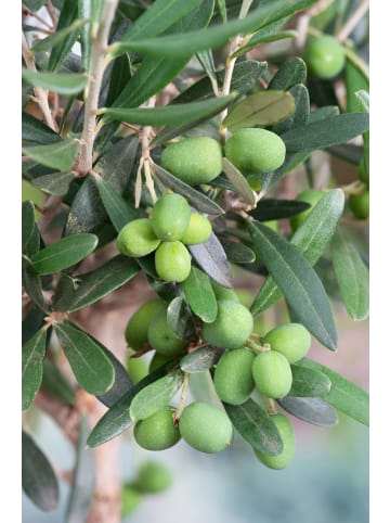 2er-Set Olivenbaum 80-100cm 3L Topf