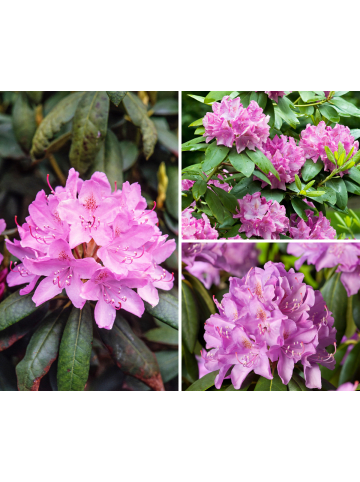 6er-Set: Rhododendron Roseum Elegans in Rosa