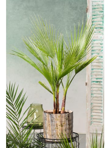 2er-Set: Washingtonia robusta Groß 