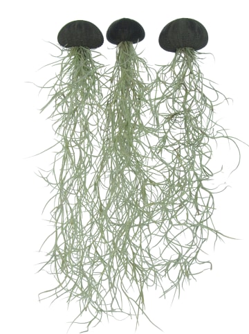 3er Set Seeigelgehäuse schwarz mit Tillandsia spanischem Moos 