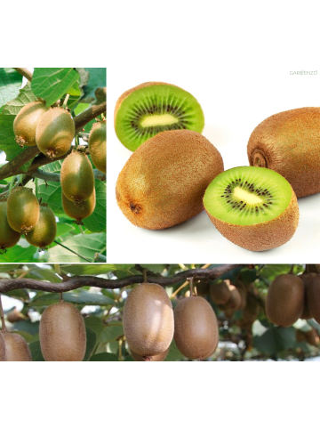 3er-Set: Kiwi Jenny 