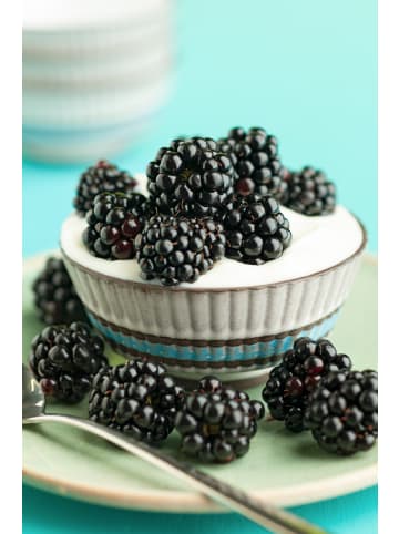 2er-Set Brombeere 50-60cm 2L Topf