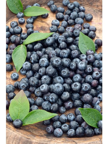Obstmix 50-60cm 2L Topf