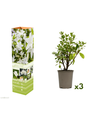 3er-Set: Azalee in Weiss