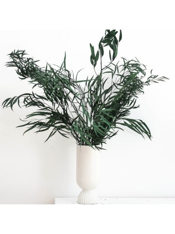 Eukalyptus Nicoly  in Grün  - (H) 70 cm