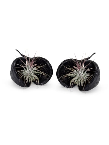 Exotische Pterygota alata Schale schwarz mit Tillandsia 2er Set