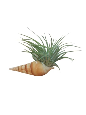 Zauberhafte Spindelschnecke mit Tillandsie