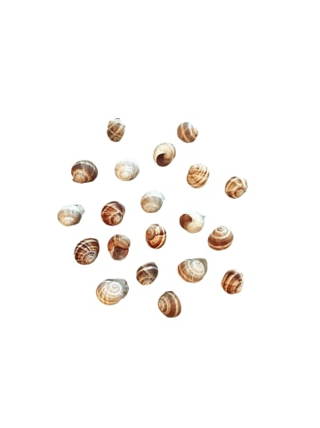 Schnecken Set 20 Stück