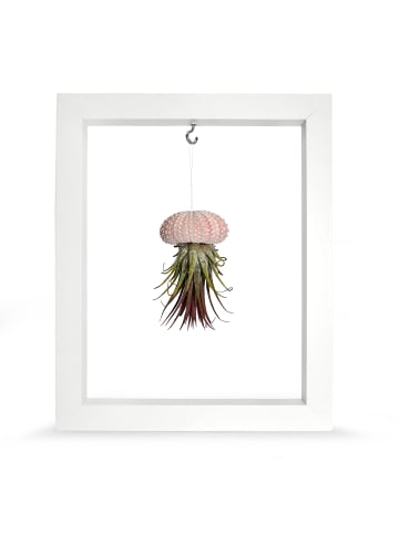  Kombination aus Seeigelgehäuse rosa und Tillandsia in Rahmen weiß
