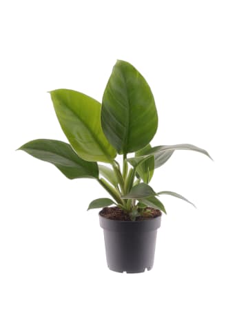 Philodendron Imperial Green 35cm