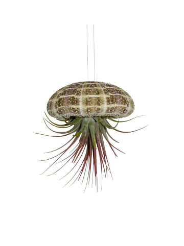 3er Set Seeigelgehäuse Alfonso mit rosa Tillandsia